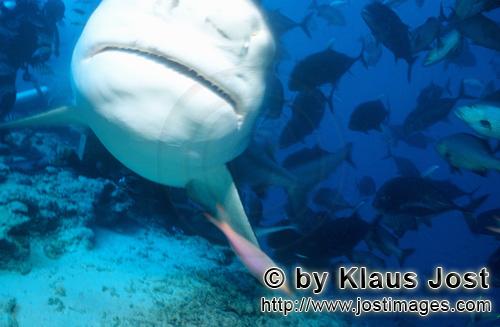 Bullenhai/Bull Shark/Carcharhinus leucas        Bull shark underside        Together with the Tiger 