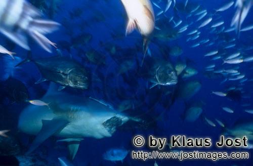 Bullenhai/Bull Shark/Carcharhinus leucas        Biting Bull Shark        Together with the Tiger Sha