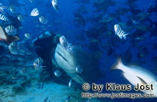 Bullenhai/Bull Shark/Carcharhinus leucas        Bull Shark and diver         Together with the Tiger