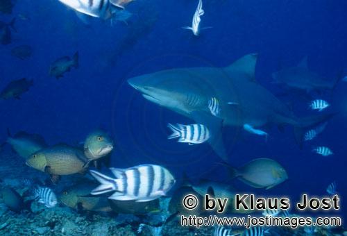 Bullenhai/Bull Shark/Carcharhinus leucas        Bull Sharks        Together with the Tiger Shark and