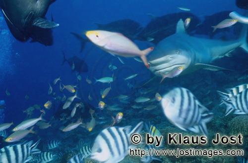 Bullenhai/Bull Shark/Carcharhinus leucas        Bull Shark and coral fishes        Together with the