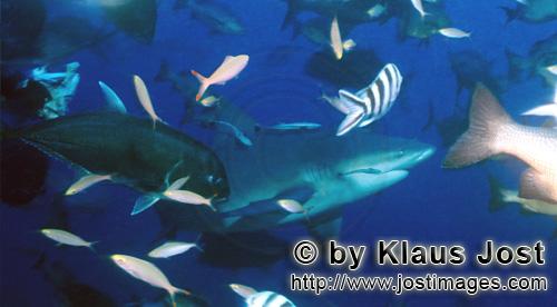 Bullenhai/Bull Shark/Carcharhinus leucas        Bull shark, Giant Trevally and coral fishes         