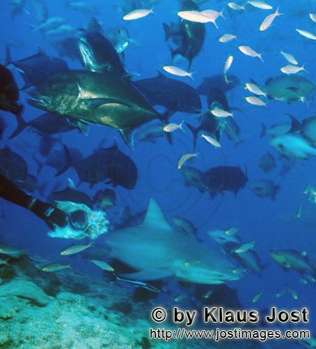 Bullenhai/Bull Shark/Carcharhinus leucas        Bull shark, Giant Travellys and coral fishes        