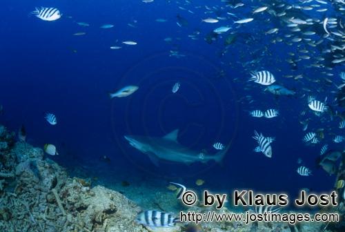 Bull Shark/Carcharhinus leucas        Bull shark at the transition to deep water        Together wit