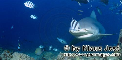 Bull Shark/Carcharhinus leucas        Bull shark on reef inspection        Together with the Tiger S