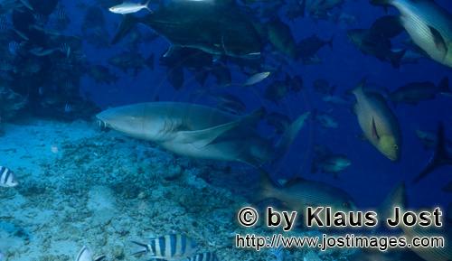 Gewoehnlicher Ammenhai/Tawny nurse shark/Nebrius ferrugineus        Tawny nurse shark on the reef</b