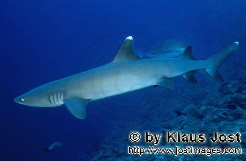 Weissspitzen-Riffhai/Whitetip reef shark/Triaenodon obesus        Whitetip reef shark swims along th