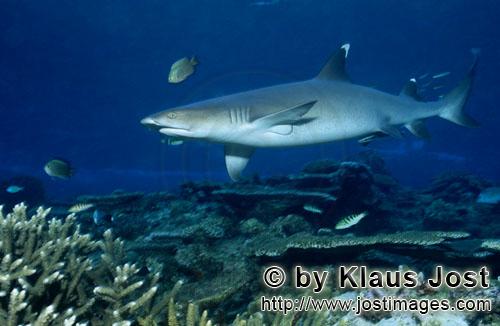 Weissspitzen-Riffhai/Whitetip reef shark/Triaenodon obesus        Whitetip reef shark swims along th