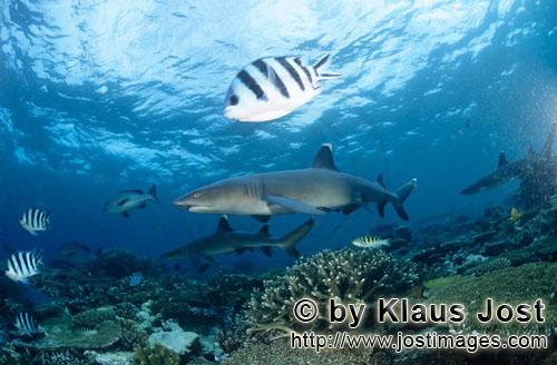 Weissspitzen-Riffhai/Whitetip reef shark/Triaenodon obesus        Whitetip reef sharks        The <b