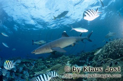 Weissspitzen-Riffhai/Whitetip reef shark/Triaenodon obesus        Whitetip reef shark on the reef</b