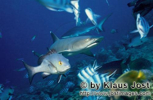Weissspitzen-Riffhai/Whitetip reef shark/Triaenodon obesus        Whitetip reef shark         The <b