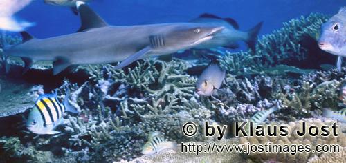 Weissspitzen-Riffhai/Whitetip reef shark/Triaenodon obesus        Whitetip reef shark    