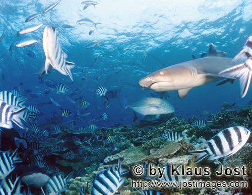 Weissspitzen-Riffhai/Whitetip reef shark/Triaenodon obesus        Whitetip reef shark with reef fish