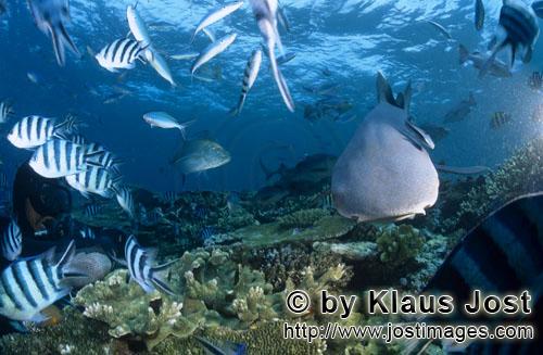 Weissspitzen-Riffhai/Whitetip reef shark/Triaenodon obesus        Whitetip reef shark and diver 