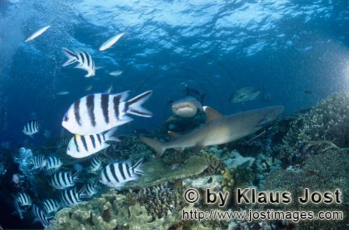 Weissspitzen-Riffhai/Whitetip reef shark/Triaenodon obesus        Whitetip reef sharks        The <b