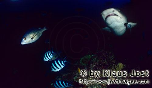 Weissspitzen-Riffhai/Whitetip reef shark/Triaenodon obesus    Weissspitzen-Riffhai    Whitetip reef sha