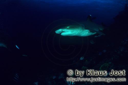 Weissspitzen-Riffhai/Whitetip reef shark/Triaenodon obesus        Whitetip reef shark portait      