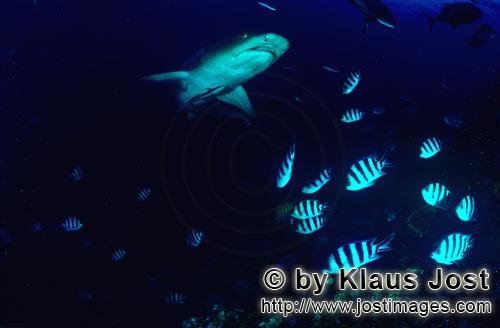 Weissspitzen-Riffhai/Whitetip reef shark/Triaenodon obesus        Whitetip reef shark underside  