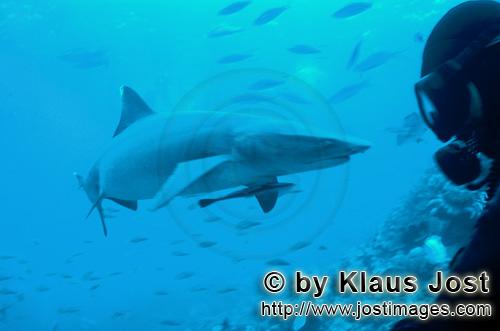 Weissspitzen-Riffhai/Whitetip reef shark/Triaenodon obesus        Whitetip reef shark and diver  