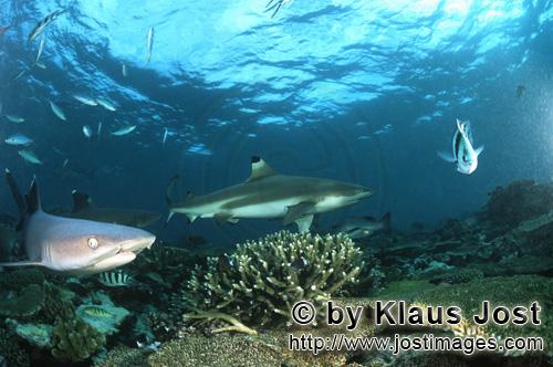 Schwarzspitzen-Riffhai/Blacktip reef shark/Carcharhinus melanopterus        Blacktip reef shark