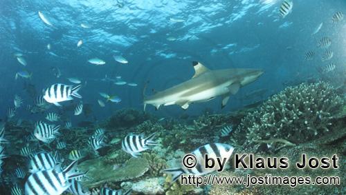 Schwarzspitzen-Riffhai/Blacktip reef shark/Carcharhinus melanopterus            Blacktip reef shark wi