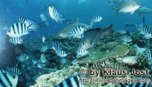Schwarzspitzen-Riffhai/Blacktip reef shark/Carcharhinus melanopterus        Blacktip reef shark and 