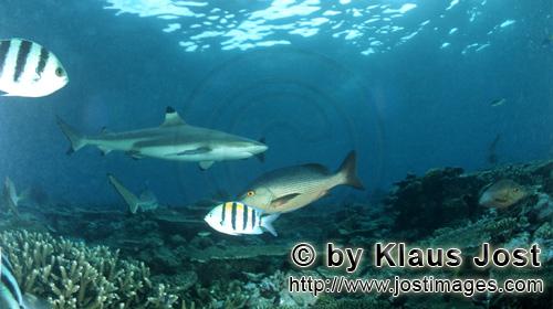 Schwarzspitzen-Riffhai/Blacktip reef shark/Carcharhinus melanopterus        Blacktip reef shark  