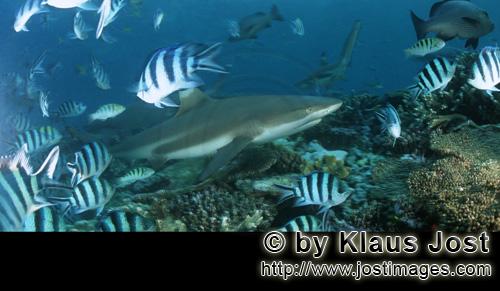 Schwarzspitzen-Riffhai/Blacktip reef shark/Carcharhinus melanopterus        Blacktip reef shark  
