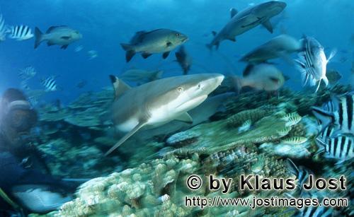 Schwarzspitzen-Riffhai/Blacktip reef shark/Carcharhinus melanopterus            Blacktip reef shark, r