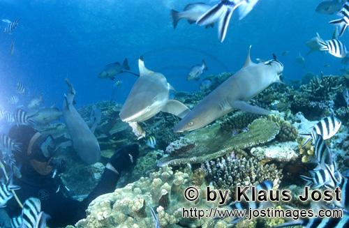 Weissspitzen-Riffhai/Whitetip reef shark/Triaenodon obesus        Whitetip reef sharks with Blacktip