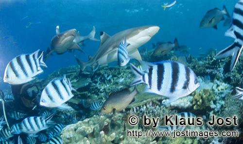Schwarzspitzen-Riffhai/Blacktip reef shark/Carcharhinus melanopterus        Blacktip reef shark, Whi