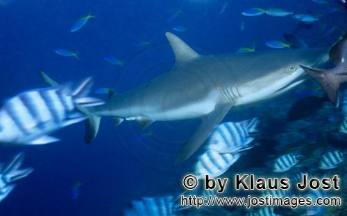 Grauer Riffhai/Gray reef shark/Carcharhinus amblyrhynchos        Gray reef shark        The grey 