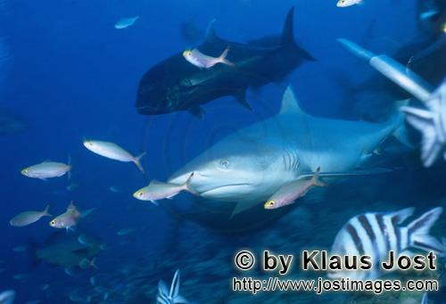 Bullenhai/Bull Shark/Carcharhinus leucas        Bull Shark with Giant Trevally        Together with 