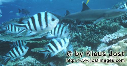 Weissspitzen-Riffhai/Whitetip reef shark/Triaenodon obesus        Whitetip reef shark (Triaenodon ob