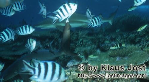Weissspitzen-Riffhai/Whitetip reef shark/Triaenodon obesus        Whitetip reef shark and Blacktip-r