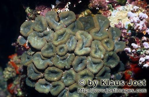Doldenkoralle/Lobophyllia Brain Coral/Lobophyllia hemprichii         Lobophyllia Brain Coral        