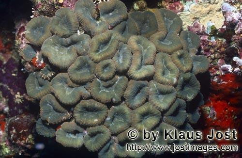 Doldenkoralle/Lobophyllia Brain Coral/Lobophyllia hemprichii         Lobophyllia Brain Coral    