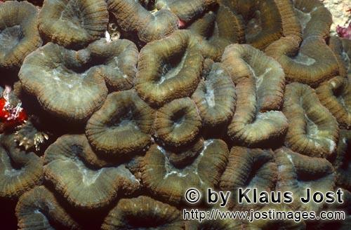 Doldenkoralle/Lobophyllia Brain Coral/Lobophyllia hemprichii         Lobophyllia Brain Coral    