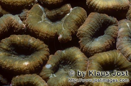 Lobophyllia Brain Coral/Lobophyllia hemprichii             