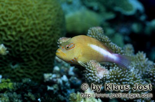 Monokel-Korallenwaechter/Augenbogen-Bueschelbarsch /Arc-eye hawkfish/Paracirrhites arcatus        Ar