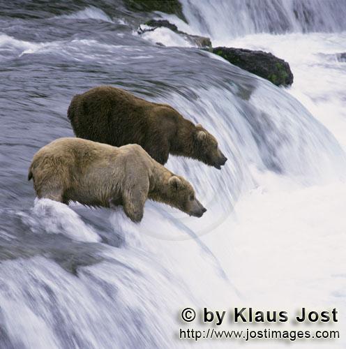 Brown Bears/Ursus arctos horribilis        Two brown bears at waterfall    