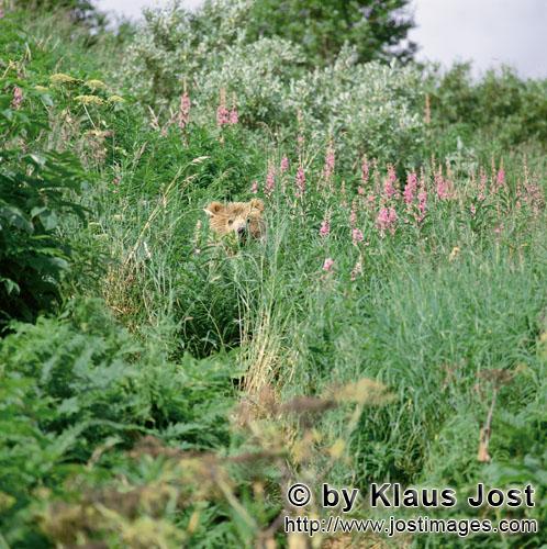 Braunbaer/Brown Bear/Ursus arctos middendorffi        Little Kodiak bear in tall grass and fireweed<
