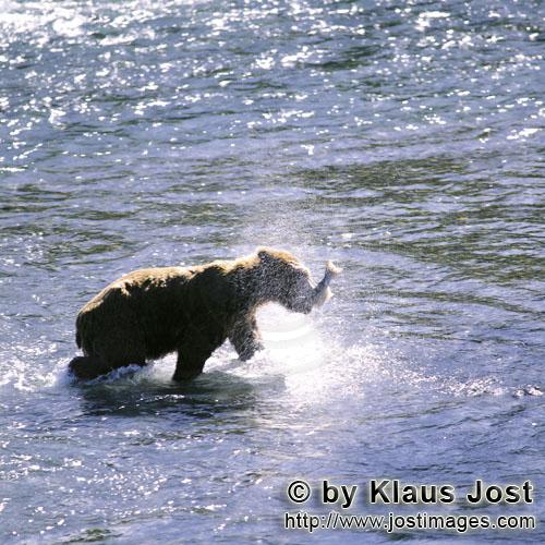 Brown Bear/Ursus arctos middendorffi        Kodiak bear has caught a salmon        