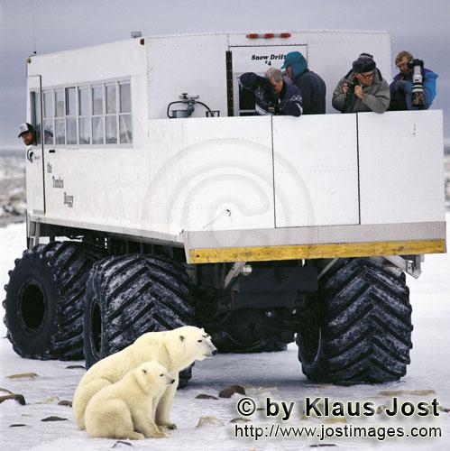 Polar Bear/Ursus maritimus        Polar Bears, Tundra-Buggy and tourists        The Polar Bear</b
