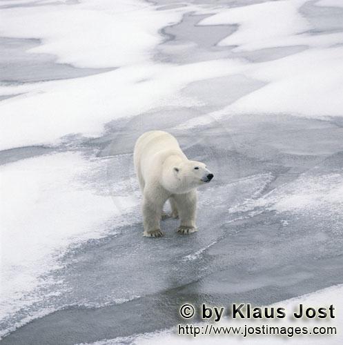 Polar Bear/Ursus maritimus        Polar Bear on its way at the Hudson Bay coast        The Polar 