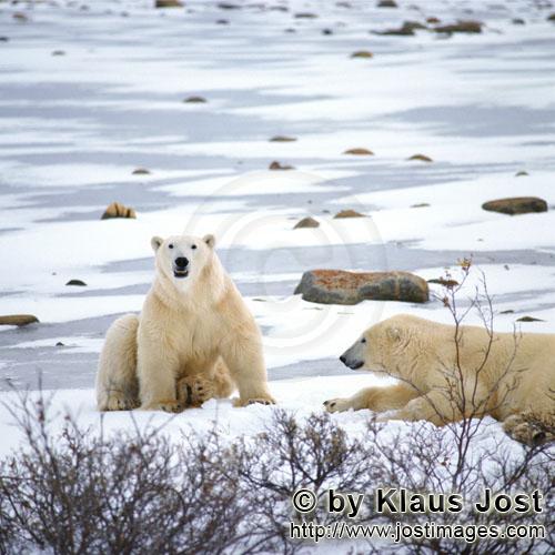 Eisbaer/Polar Bear/Ursus maritimus        Resting Polar Bears in the Hudson Bay        The Polar 