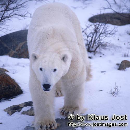 Polar Bear/Ursus maritimus        Polar Bear in the Hudson Bay        The Polar Bear with the