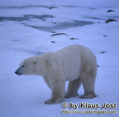 Polar Bear/Ursus maritimus        Polar Bear in the Hudson Bay        The Polar Bear with the
