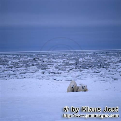 Polar Bear/Ursus maritimus        Two polar bears in the Arctic        The Polar Bear with th