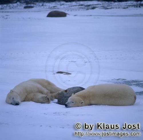 Polar Bear/Ursus maritimus        Two Resting Polar Bears        The Polar Bear with the scie